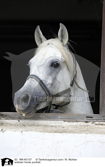 arabian horse portrait / RR-45137