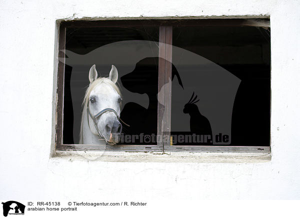 arabian horse portrait / RR-45138