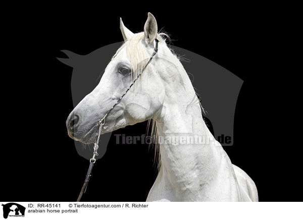 Araber Hengst Portrait / arabian horse portrait / RR-45141