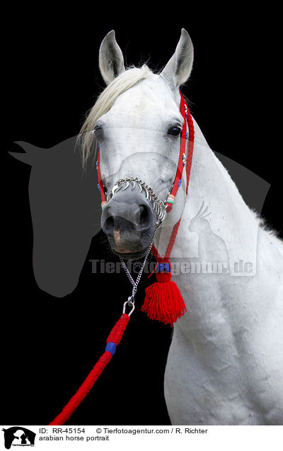 arabian horse portrait / RR-45154