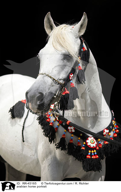 arabian horse portrait / RR-45165