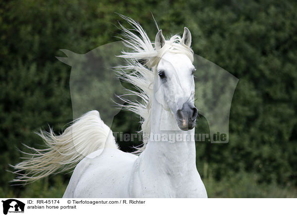 arabian horse portrait / RR-45174