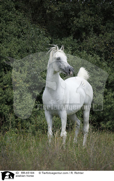 Araber Hengst / arabian horse / RR-45184