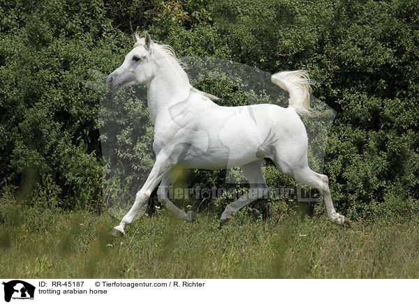trabender Araber Hengst / trotting arabian horse / RR-45187