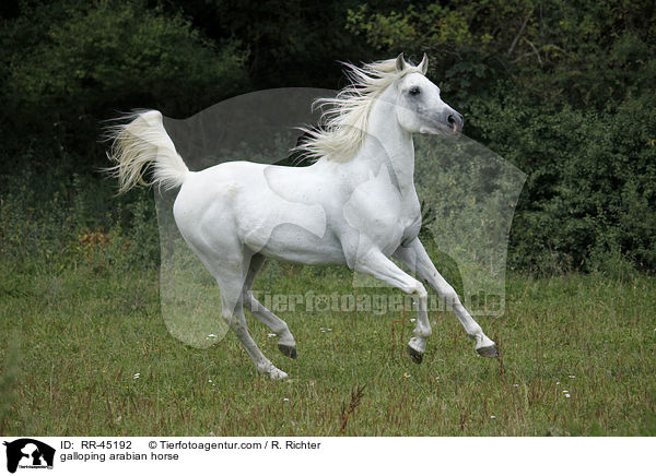galoppierender Araber Hengst / galloping arabian horse / RR-45192