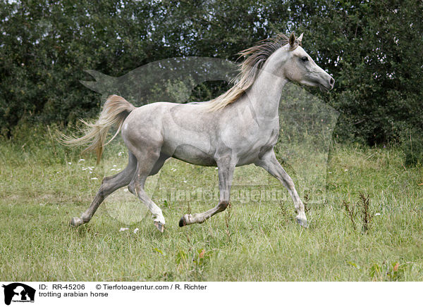 trabender Araber / trotting arabian horse / RR-45206