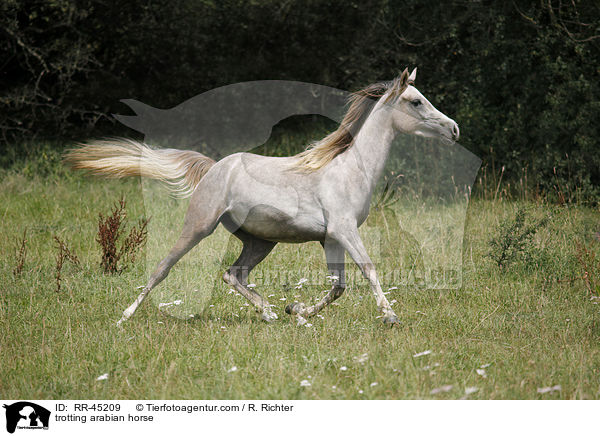 trabender Araber / trotting arabian horse / RR-45209
