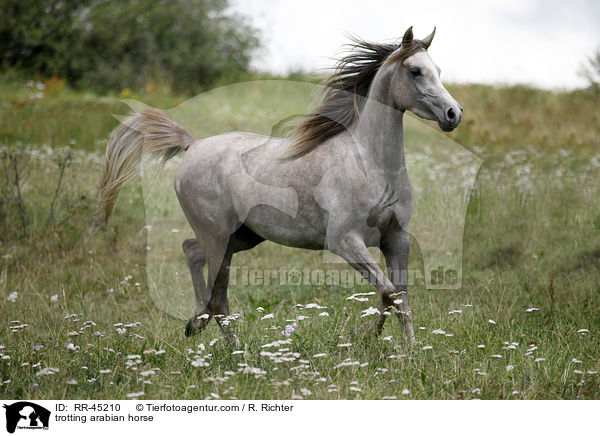 trabender Araber / trotting arabian horse / RR-45210