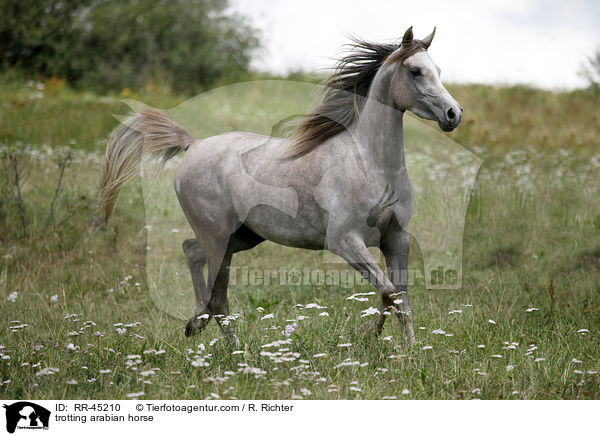 trabender Araber / trotting arabian horse / RR-45210