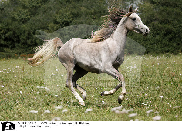 galoppierender Araber / galloping arabian horse / RR-45212