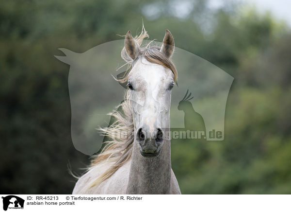 arabian horse portrait / RR-45213