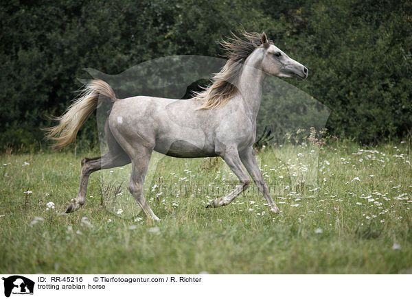 trabender Araber / trotting arabian horse / RR-45216