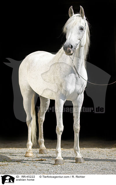 arabian horse / RR-45222