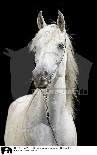 arabian horse portrait / RR-45223