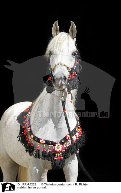 Araber Portrait / arabian horse portrait / RR-45228