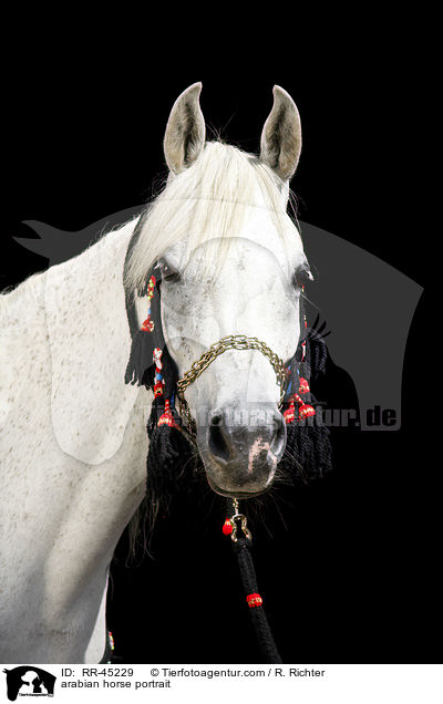 Araber Portrait / arabian horse portrait / RR-45229