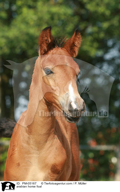 arabian horse foal / PM-05167