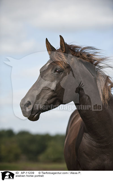 arabian horse portrait / AP-11239