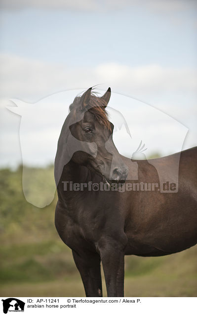 arabian horse portrait / AP-11241