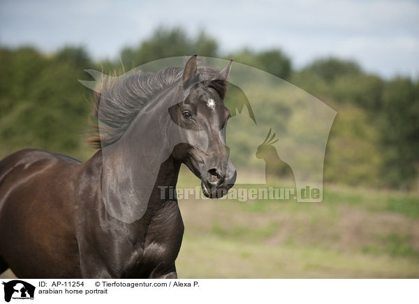 arabian horse portrait / AP-11254