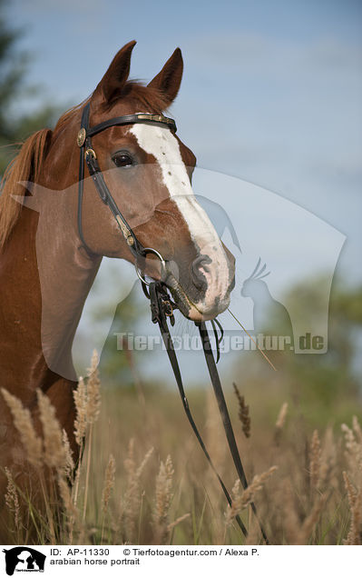 Araber Portrait / arabian horse portrait / AP-11330