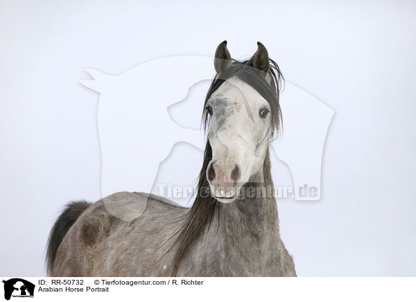 Araber Portrait / Arabian Horse Portrait / RR-50732