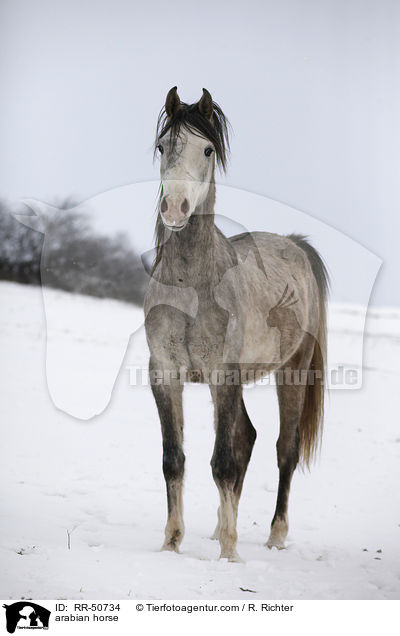Araber / arabian horse / RR-50734