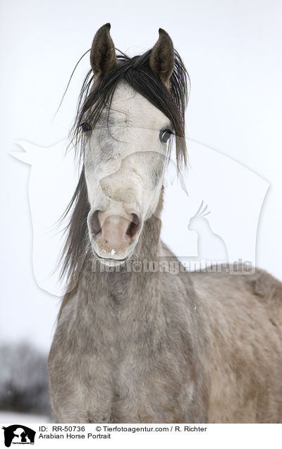 Arabian Horse Portrait / RR-50736