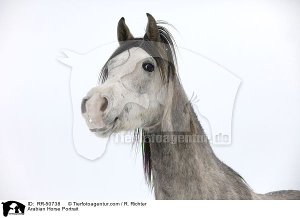 Araber Portrait / Arabian Horse Portrait / RR-50738