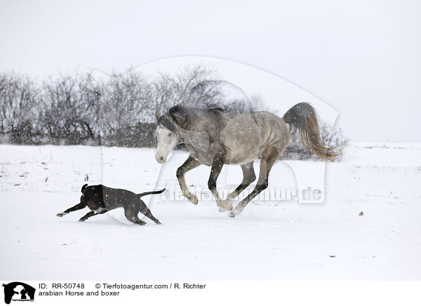 arabian Horse and boxer / RR-50748