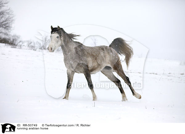 rennender Araber / running arabian horse / RR-50749