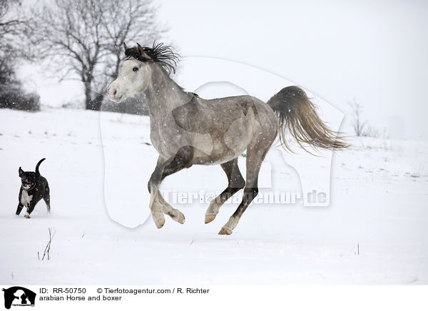 Araber und Boxer / arabian Horse and boxer / RR-50750