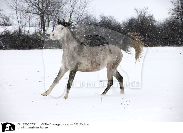 rennender Araber / running arabian horse / RR-50751