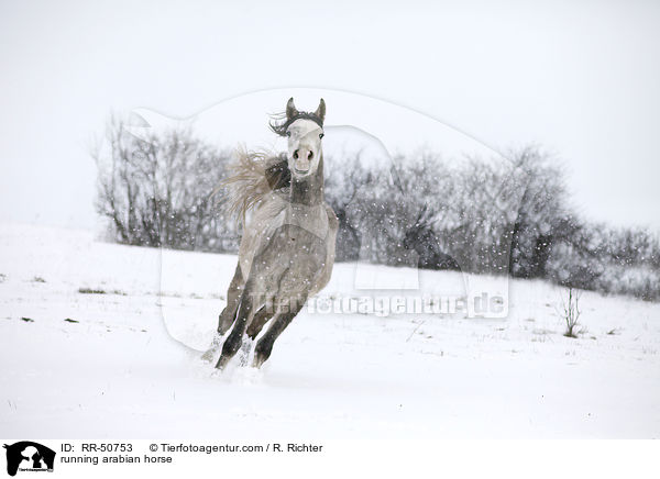 rennender Araber / running arabian horse / RR-50753