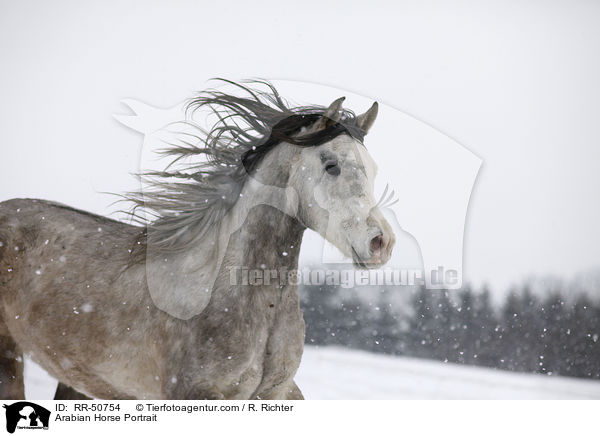 Araber Portrait / Arabian Horse Portrait / RR-50754