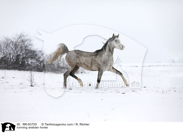 trabender Araber / running arabian horse / RR-50755