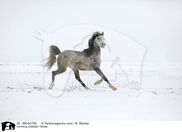 trabender Araber / running arabian horse / RR-50756