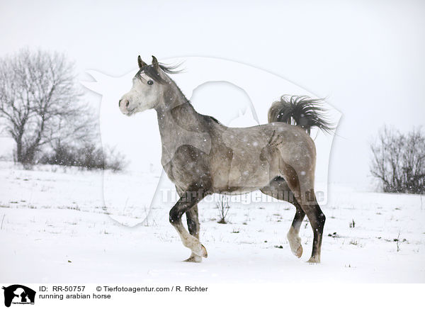 trabender Araber / running arabian horse / RR-50757