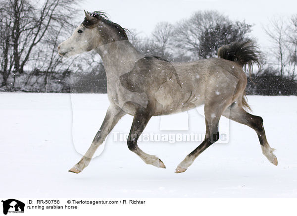 trabender Araber / running arabian horse / RR-50758
