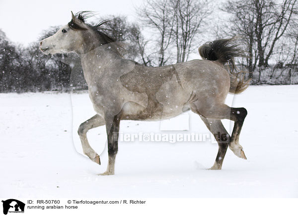 trabender Araber / running arabian horse / RR-50760