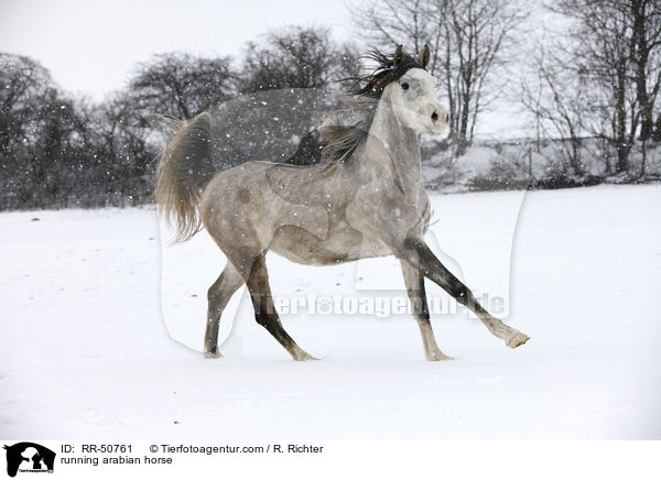 rennender Araber / running arabian horse / RR-50761