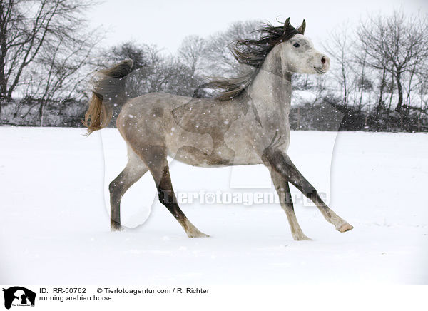 rennender Araber / running arabian horse / RR-50762