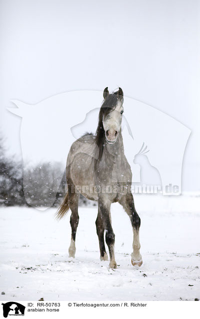 Araber / arabian horse / RR-50763