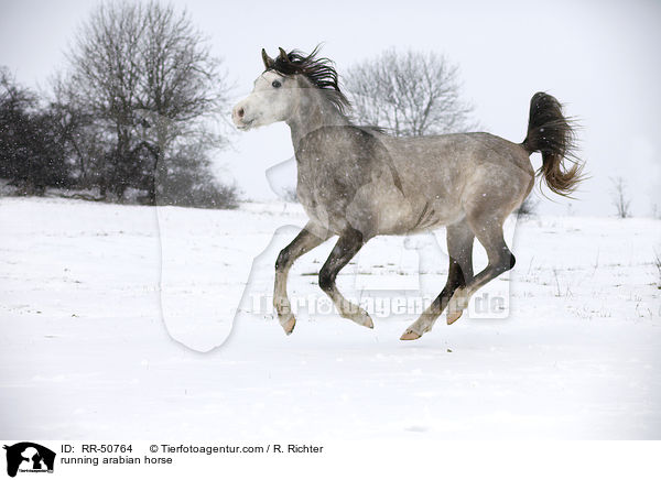 rennender Araber / running arabian horse / RR-50764