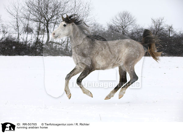 rennender Araber / running arabian horse / RR-50765