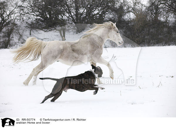 Araber und Boxer / arabian Horse and boxer / RR-50774