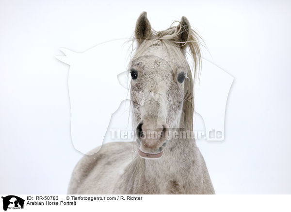 Arabian Horse Portrait / RR-50783