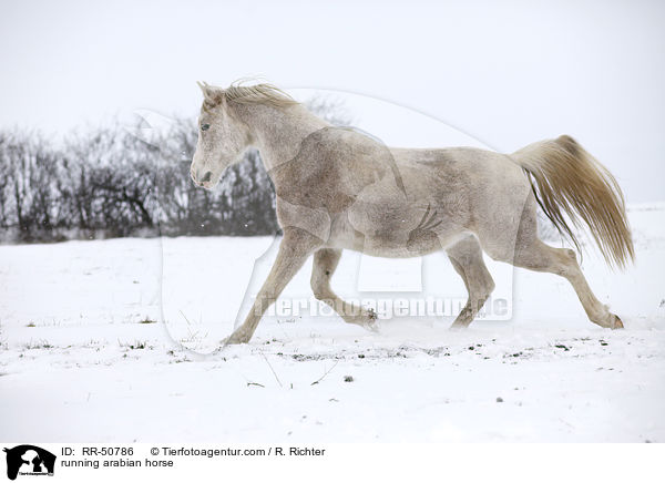 trabender Araber / running arabian horse / RR-50786
