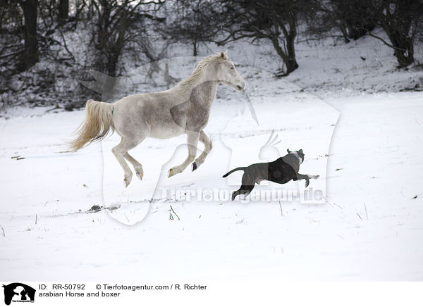 Araber und Boxer / arabian Horse and boxer / RR-50792
