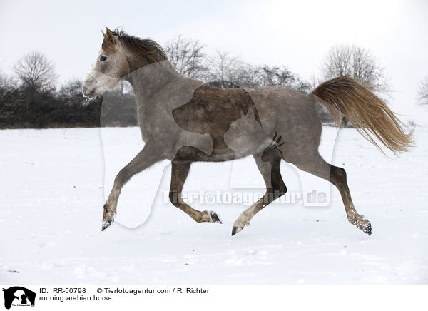 trabender Araber / running arabian horse / RR-50798